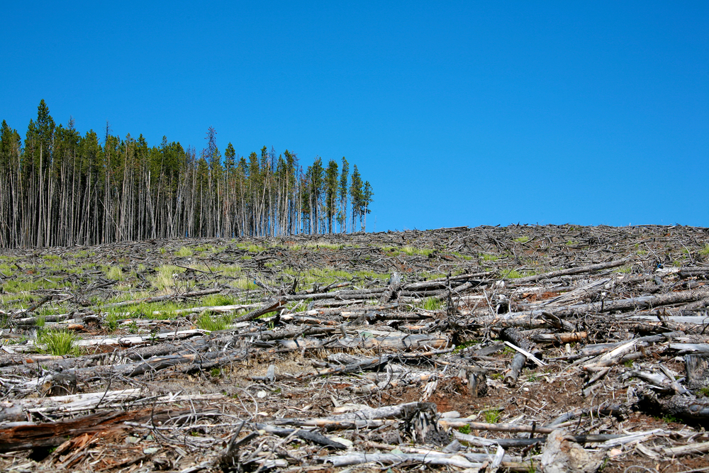 Deforestation present in a woodland.