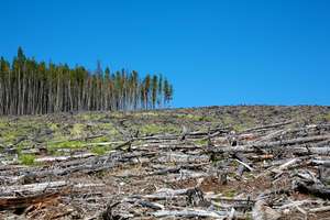 Deforestation present in a woodland.